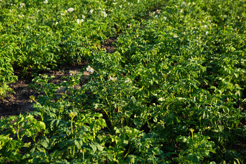 flowering potato plants on the field