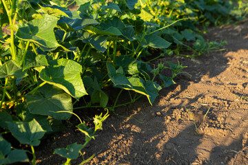 Cucumber plants growing on soil vegetables garden farm outdoor