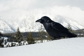 Raven (Corvus corax); Grand Teton NP; Wyoming  - 771748608