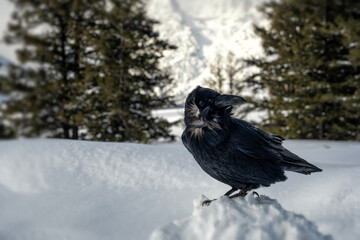 Raven (Corvus corax); Grand Teton NP; Wyoming  - 771748676