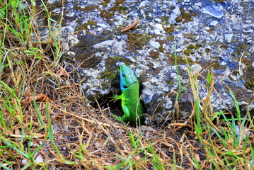 A green lizard crawls out of a mink in nature in the mountains