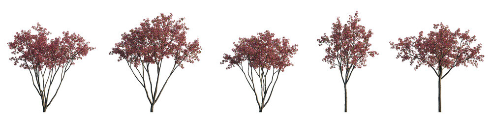 Set of big bush malus flowering shrub frontal isolated png on a transparent background perfectly cutout (Crabapples Flowering pink Crab apple) - obrazy, fototapety, plakaty