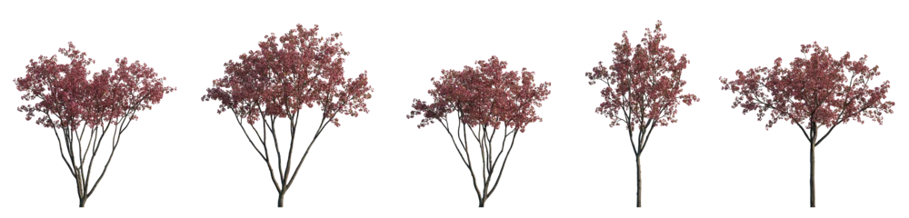 Foto op Aluminium Set of big bush malus flowering shrub frontal isolated png on a transparent background perfectly cutout (Crabapples Flowering pink Crab apple) © Roman