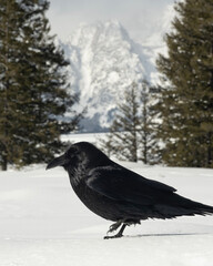 Raven (Corvus corax); Grand Teton NP; Wyoming  - 771748847