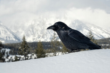 Raven (Corvus corax); Grand Teton NP; Wyoming  - 771748848