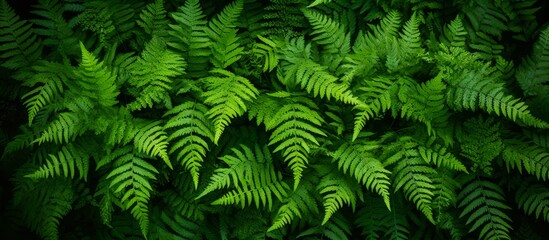 A closeup image showcasing a cluster of vivid green fern leaves set against a dark background, highlighting the intricate beauty of this terrestrial plant in a natural landscape