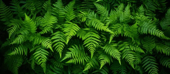 Rolgordijnen A closeup image showcasing a cluster of vivid green fern leaves set against a dark background, highlighting the intricate beauty of this terrestrial plant in a natural landscape © AkuAku