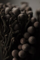 close up of a blackberry