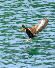 Black Bellied Whistling Duck About to Land