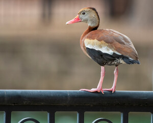 Black Bellied Whistling Duck on Railing