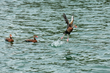 Black Bellied Whistling Ducks Floating and Flying