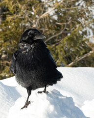 Raven (Corvus corax); Grand Teton NP; Wyoming  - 771751419