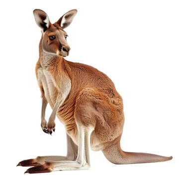Australian giant red cangaroo on transparent or white background