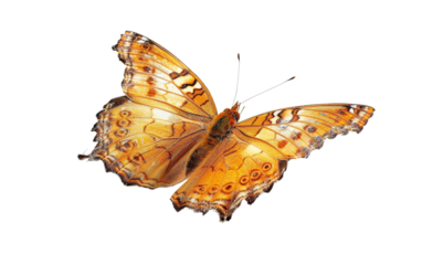 Beautiful and rare butterfly on transparent or white background