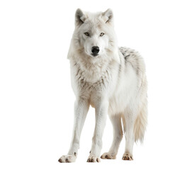 Obraz premium Arctic wolf on transparent or white background