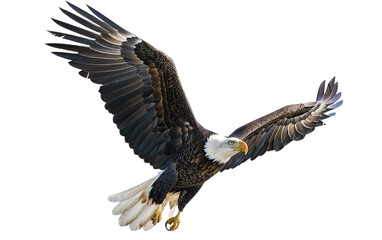 American bald eagle on transparent or white background