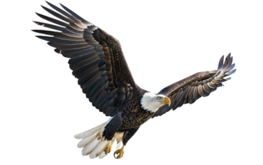 American bald eagle on transparent or white background