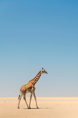 Obraz premium Giraffe walking in the savanna. African savannah and wildlife concept. National Reserve, Kenya. Ecosystem conservation. Design for banner, poster with copy space