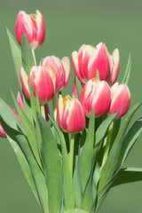 Obraz premium Pink garden tulips (tulipa gesneriana) in bloom