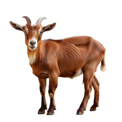Brown goat on transparent or white background
