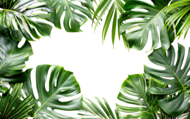 Tropical beach coconut palm tree leaves on transparent or white background