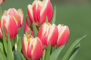 Naklejka premium Close up of pink garden tulips (tulipa gesneriana) in bloom