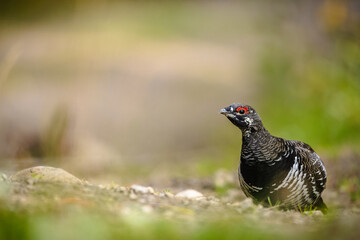 Spruce Grouse in the Forest