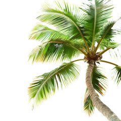 Obraz premium Tropical beach coconut palm tree leaves on transparent or white background