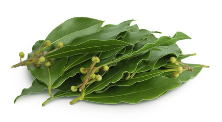 Fresh Laurel leaves isolated on white background. Green bay leaf