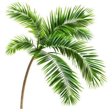 Tropical beach coconut palm tree leaves on transparent or white background
