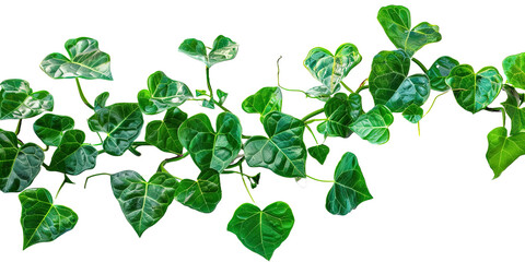 Twisted jungle vines liana plant with heart shaped on transparent or white background
