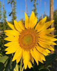 sunflower in the garden