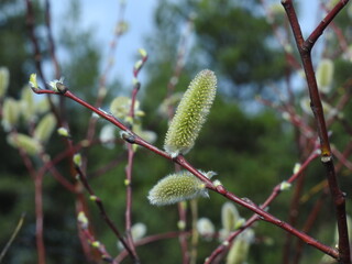 buds of a willow