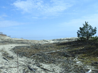 on the Efa's dune on the curonian spit