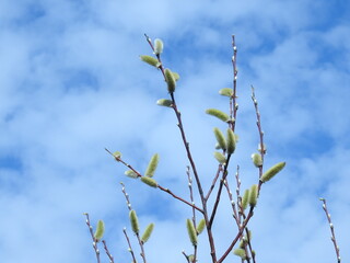 willow blossoming in spring