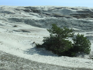 juniper on the Efa's dune on the curonian spit