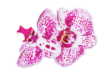 pink phalaenopsis orchid flower isolated on white background