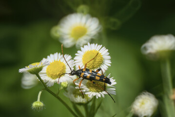 Leptura quadrifasciata beetle on a chamomile flowers