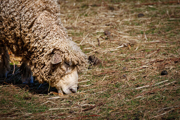 Grazing Sheep - 771761628
