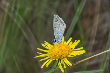 Polyommatus icarus butterfly on a flower