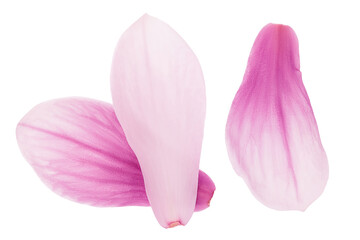 Pink magnolia flower petal isolated on white background with full depth of field. Top view. Flat lay