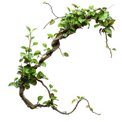 Twisted jungle branch with plant growing on transparent or white background © Tabassum