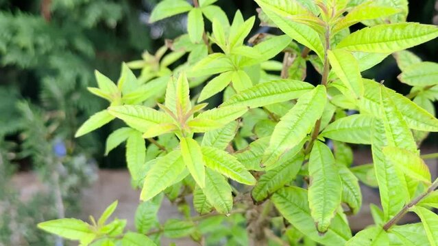 Lemon verbena plant (Lippia triphylla). Background of green leaves in the garden.