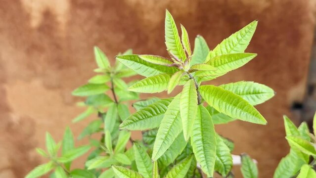 Lemon verbena plant (Lippia triphylla). Background of green leaves in the garden.