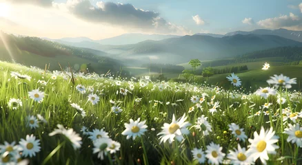 Deurstickers Beautiful spring and summer natural landscape field of daisies in full bloom, with rolling hills and the sun shining brightly overhead.  © jex