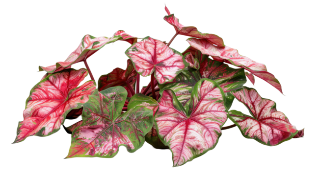 Red Caladium leaves pattern or elephant ear on transparent or white background