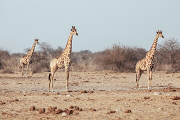 Three giraffes stand in Etosha National Park. Namibia