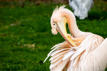 pelican in the zoo.