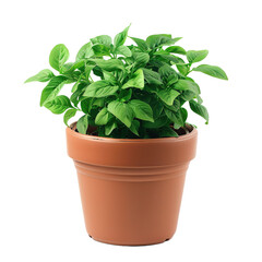Potted Plant on transparent or white background