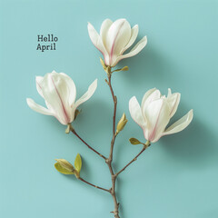 Hello april text Next to a magnolia branch.Minimal creative spring concept